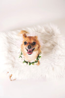 Dorrie_004