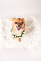 Dorrie_005